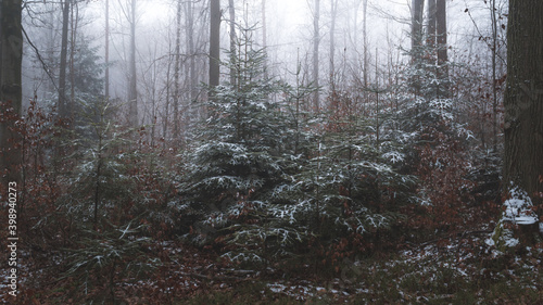 Fototapeta Naklejka Na Ścianę i Meble -  Tajemniczy zimowy las we mgle