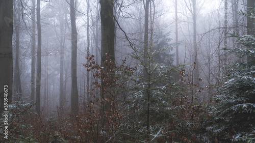 Fototapeta Naklejka Na Ścianę i Meble -  Tajemniczy zimowy las we mgle