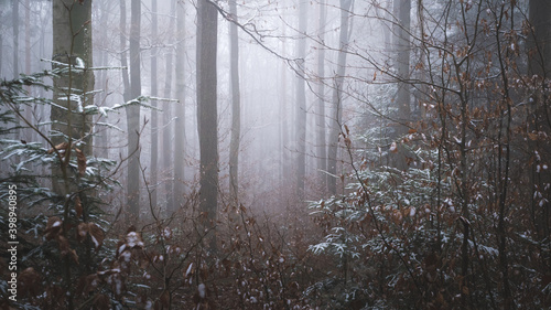 Fototapeta Naklejka Na Ścianę i Meble -  Tajemniczy zimowy las we mgle