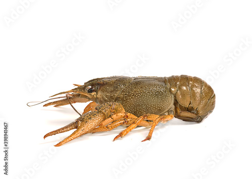 river living crawfish on a white background