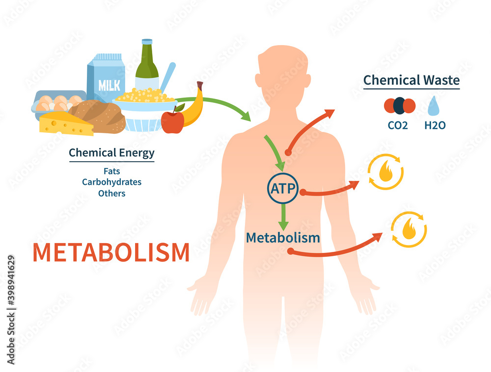 Human metabolism vector banner. Labeled chemical energy educational ...