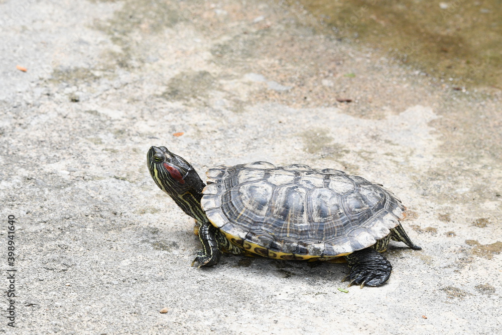 Red Eared Slider as spotted in Kusu Island, Singapore Red Eared Slider as spotted in Kusu Island, Singapore