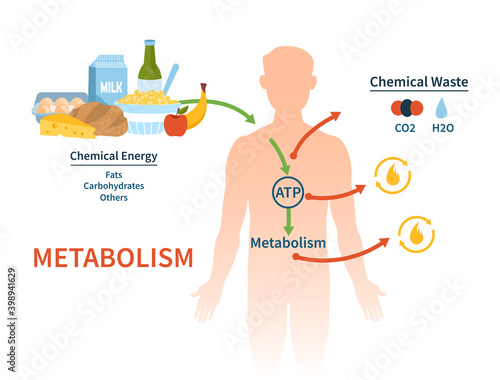 Human metabolism vector banner. Labeled chemical energy educational scheme. Explanation diagram with food carbohydrates, fats and proteins reactions to create ATP and heat. Biological diet infographic photo