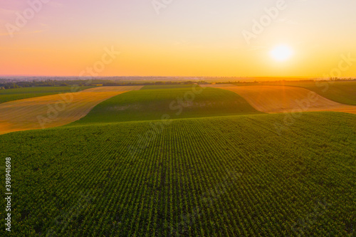 Tamási, Hungary - Aerial view of cultivated corn field with beautiful sunset at countryside, at countryside. Farm concept, agriculture texture.