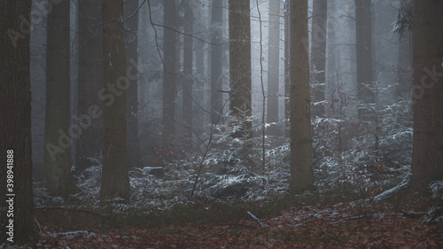 Fototapeta Naklejka Na Ścianę i Meble -  Tajemniczy zimowy las we mgle