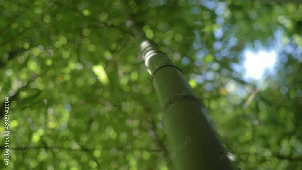 Stockvideo beautiful bamboo forest, renewable sustainable energy ... Biology Diagrams