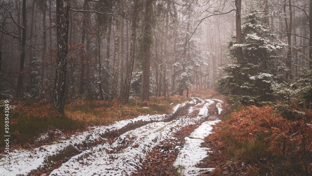 Tajemnicza leśna droga we mgle zimą - obrazy, fototapety, plakaty 