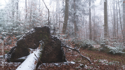 Fototapeta Naklejka Na Ścianę i Meble -  Tajemniczy zimowy las we mgle
