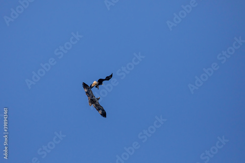 American Bald Eagle and Osprey fighting  in blue skies photo