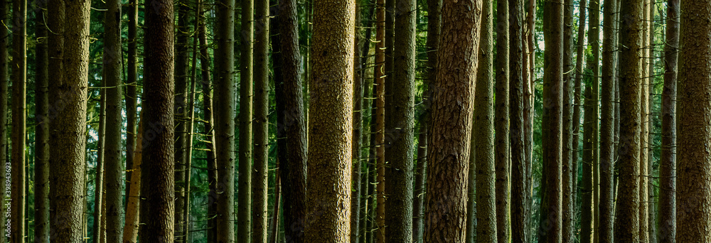 viele Baumstämme machen einen Wald viele Baumstämme machen einen Wald