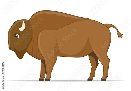 American bison animal on a white background