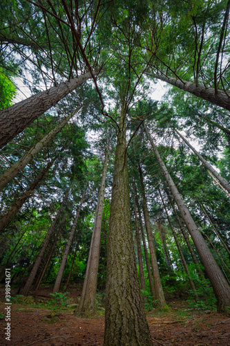 Chiome di alberi photo