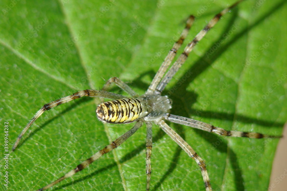 Wasp Spider (Argiope bruennichi), female Wasp Spider (Argiope bruennichi), female