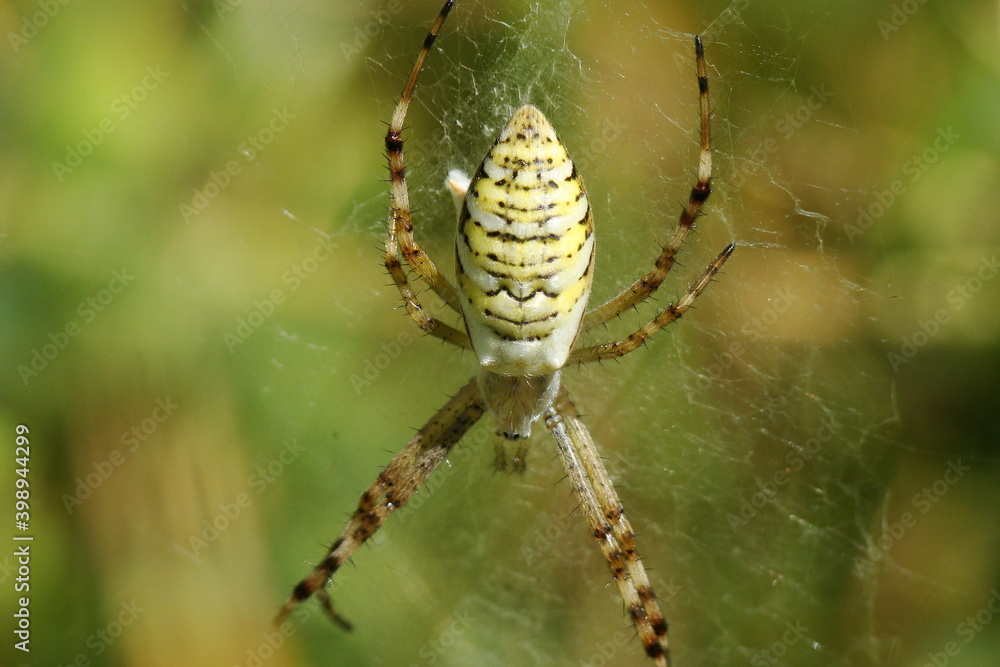 Wasp Spider (Argiope bruennichi)