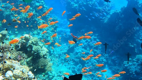 Colorful coral reef landscape background with bright fish and marine life. Tropical fish on Living Coral reef in Red Sea. Underwater tropical coral reef, seascape. Beautiful coral reef marine