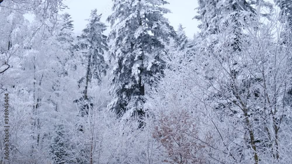 Dramatic bottom view on winter forest with huge frozen mixed trees during thick fog in cloudy day, stormy weather in mountains. Outdoors lifestyle concept. Dramatic bottom view on winter forest with huge frozen mixed trees during thick fog in cloudy day, stormy weather in mountains. Outdoors lifestyle concept.