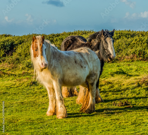 Tableau sur toile Rossili Bay, Ponies