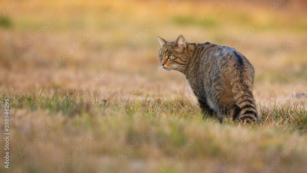 European wildcat, felis silvestris, standing on meadow in autumn nature. Stripped hunter observing on dry field from back. Brown predator looking on pasture in fall.