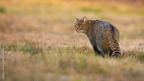 Obraz na płótnie European wildcat, felis silvestris, standing on meadow in autumn nature. Stripped hunter observing on dry field from back. Brown predator looking on pasture in fall. w salonie