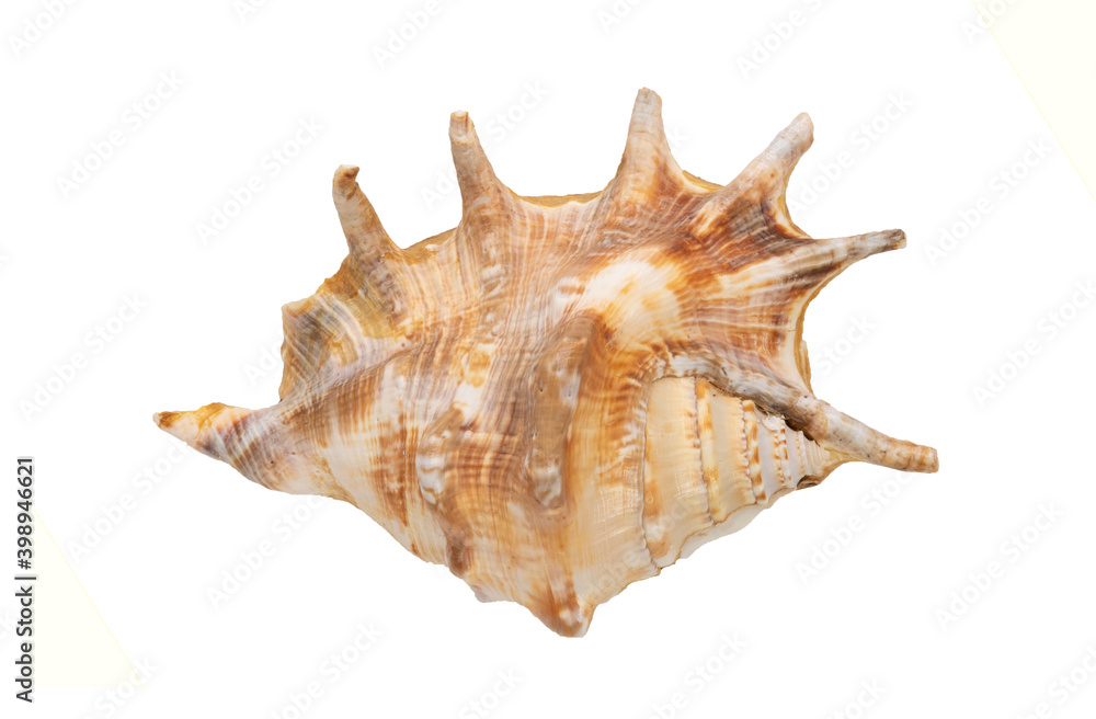 Seashell isolated on a white background. The view from the top. Copy space Seashell isolated on a white background. The view from the top. Copy space