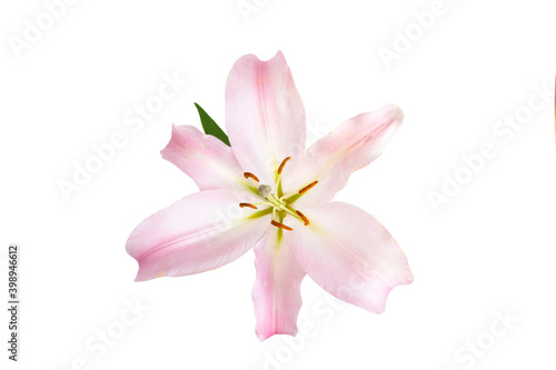 White Lily flower with pink petals on a white isolated background. Copy space,top view
