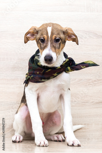 puppy in a camouflage scarf looks © Happy monkey