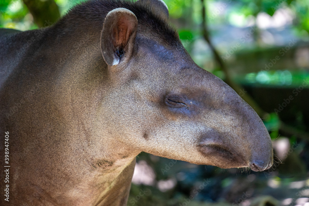 Amazonian Tapir in Perus Rainforest.
Tapirus terrestris