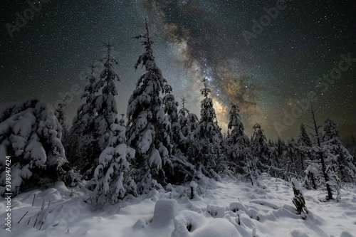Oregon Snow-Covered Pines