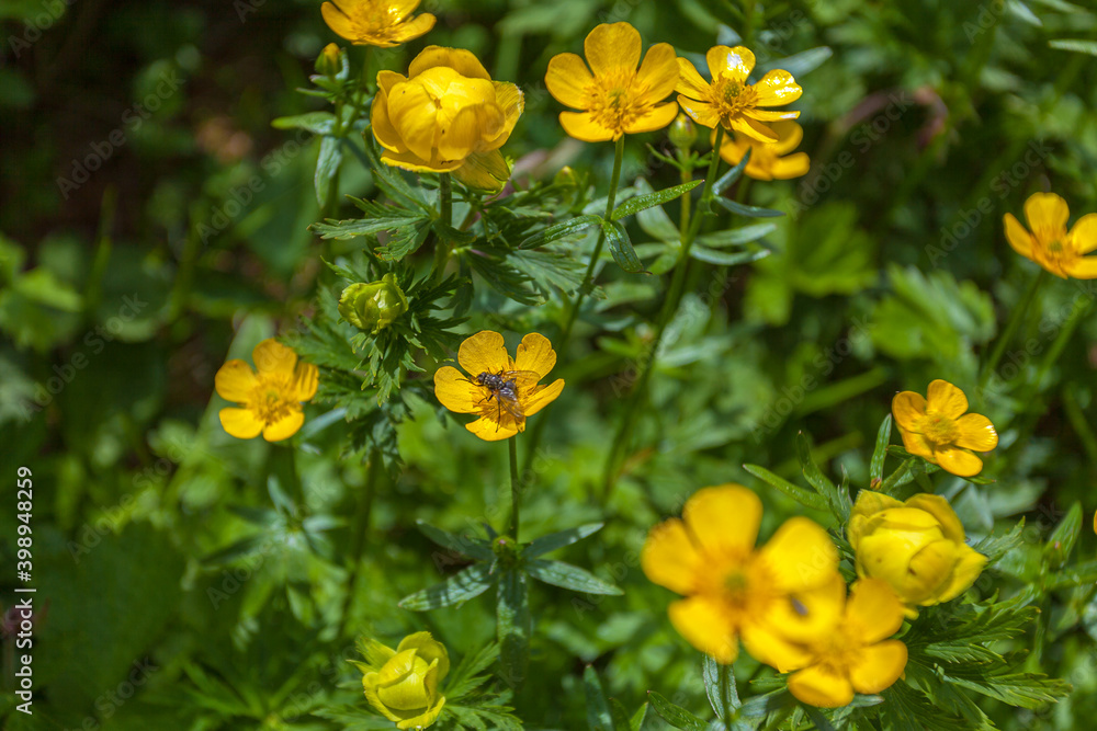 Fly on yellow flowers in a mountain meadow, Monte Resettum, Friuli, Italy. Trollius Europaeus flower species Fly on yellow flowers in a mountain meadow, Monte Resettum, Friuli, Italy. Trollius Europaeus flower species