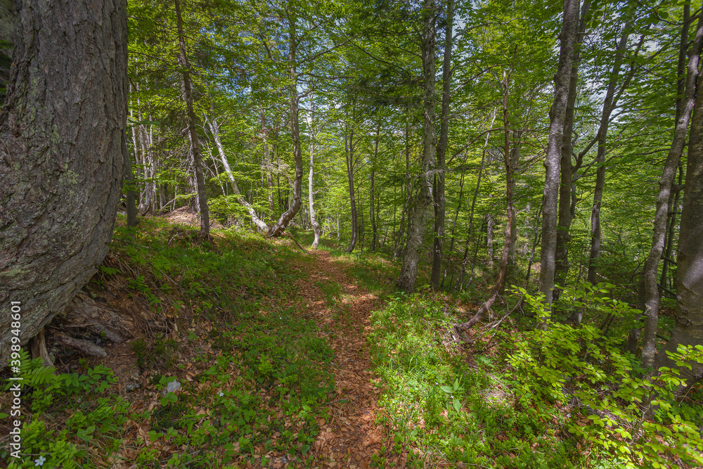 Obraz premium Footpath in a beech forest, Val Cellina, Italy