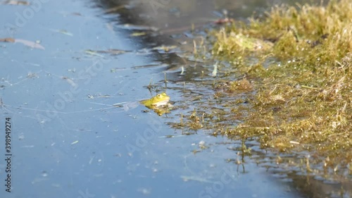 frog in the pond 