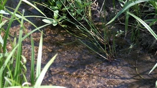 grass and water