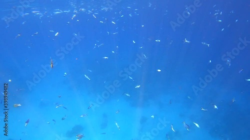 Coral reef marine underwater scene with colorful tropical fishes. Living Coral reef in Red Sea, Egypt. Natural colorful seascape background. Tropical fish on the coral reef. Underwater reef sea fishes