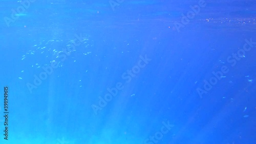 Beautiful vibrant coral garden. Reef Underwater Coral scene. Soft-hard corals seascape,  coral garden. Diving in Red Sea of colorful beautiful corals reefs. Tropical fish on the reef. Coral garden