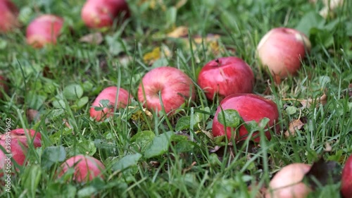 red apple on grass