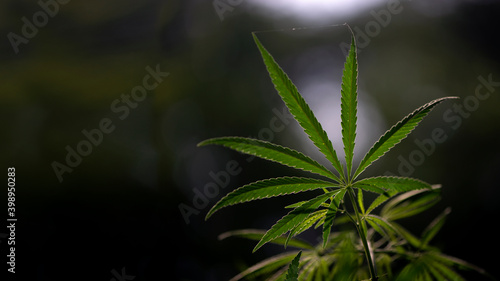 Cannabis Leaf Background.Selective focus.A sunbeam illuminates a cannabis plant. A wild cannabis plant grows among grass. 