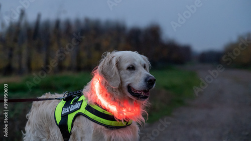 golden retriever dog on a dark night with led lights and a fluo harnass for safety (optimal visibility)