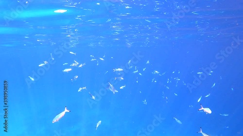 Colorful coral reef landscape background with bright fish and marine life. Tropical fish on Living Coral reef in Red Sea. Underwater tropical coral reef, seascape. Beautiful coral reef marine