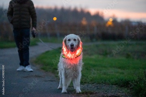 golden retriever dog on a dark night with led lights and a fluo harnass for safety. Dog at night