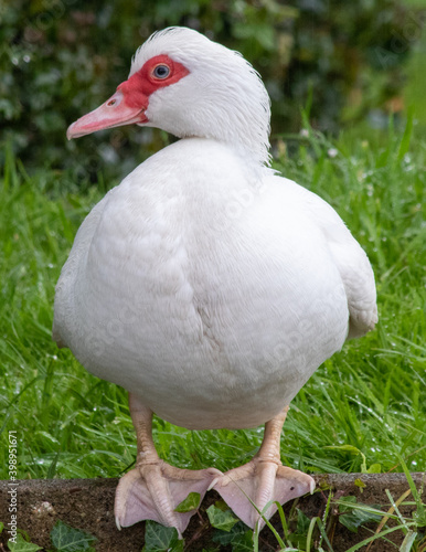 Muscovy Duck portrait