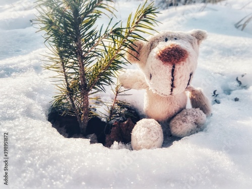 little beige bear smiling sits next to a Christmas tree on the snow in winter in the sun