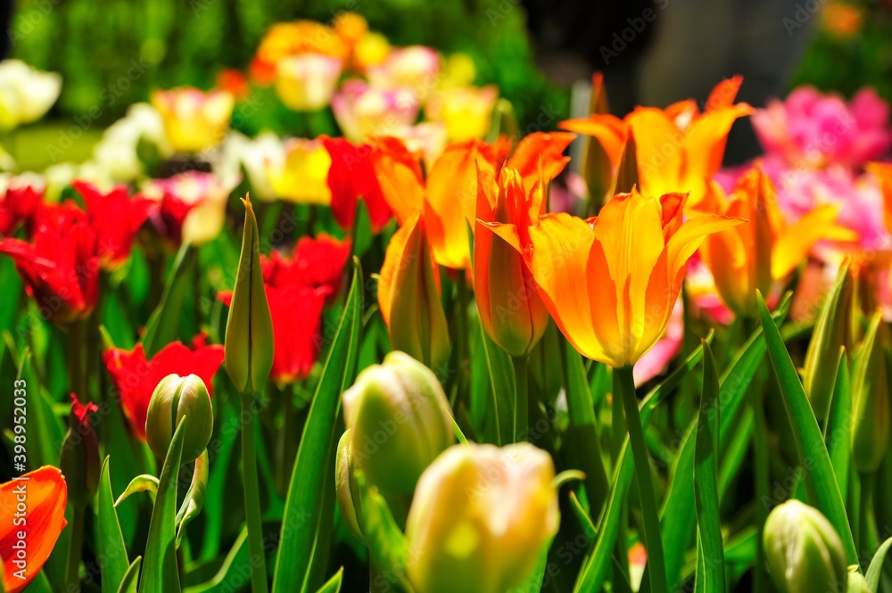 field of tulips field of tulips