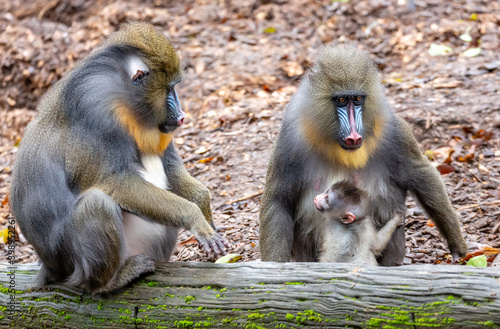 Tela mother and baby mandrill
