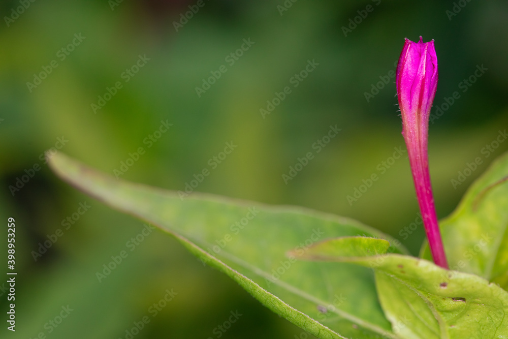 Beautiful pink flower grow in nature slowly swing in wind. Concept of wildlife, summer. Beautiful flowers, background, screensaver of flowers. Beautiful pink flower grow in nature slowly swing in wind. Concept of wildlife, summer. Beautiful flowers, background, screensaver of flowers.