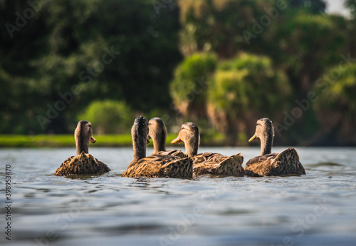 Cose up ducks swimming in a lake