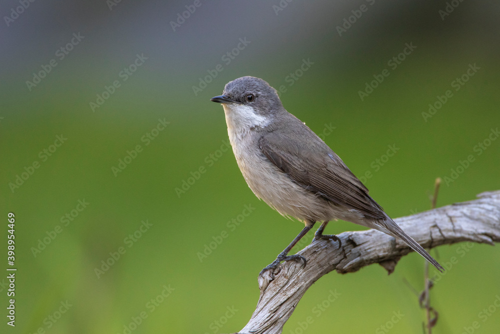 Fototapeta premium Klappergrasmücke (Sylvia curruca)