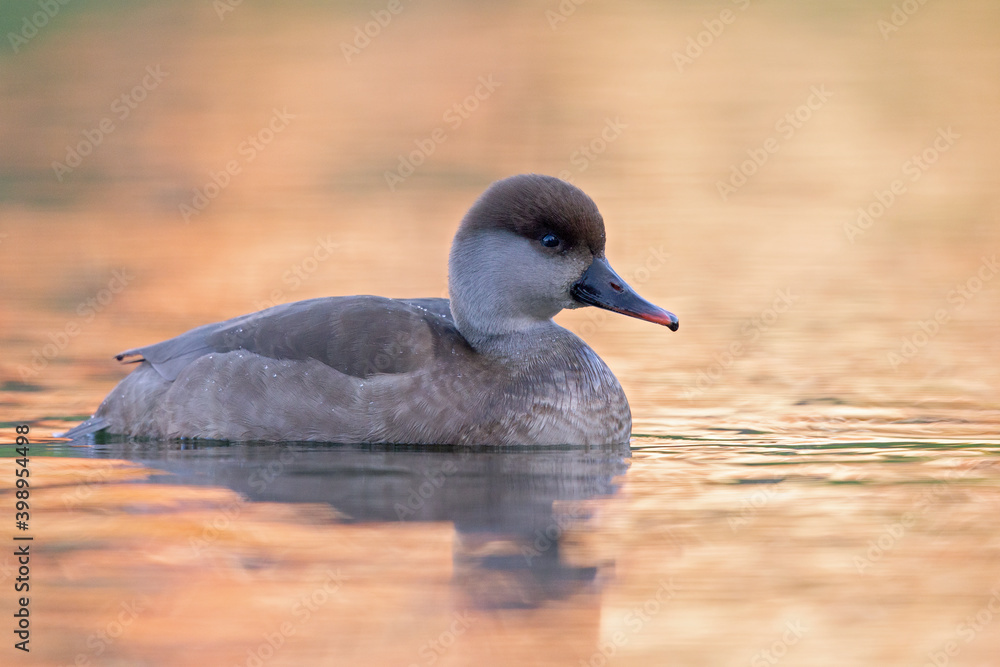 Fototapeta premium A female red-crested pochard (Netta rufina) swimming and foraging in a colorful pond in the city.
