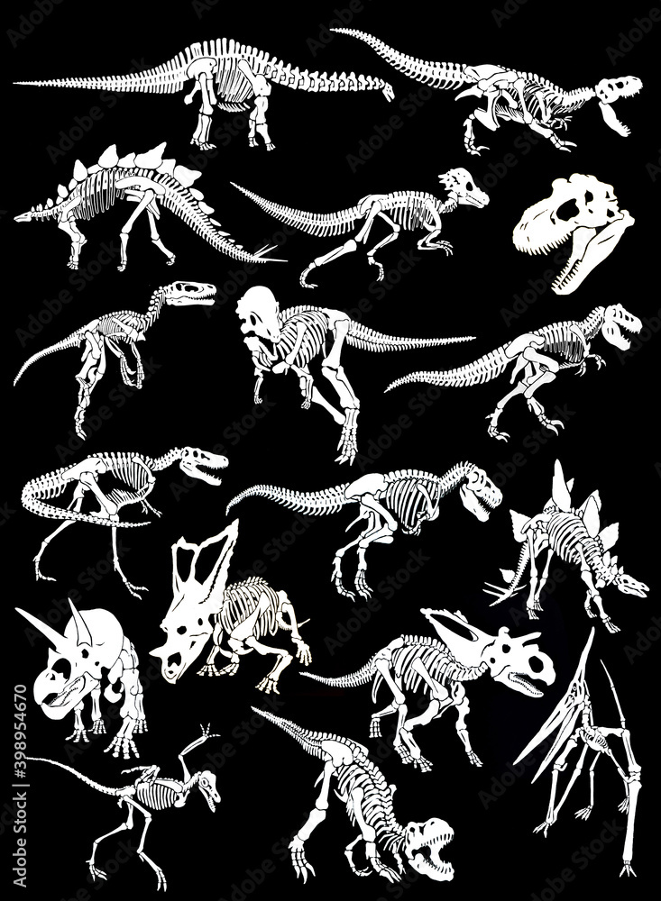 Fototapeta Graphical set of skeletons of dinosaurs isolated on black background, vector