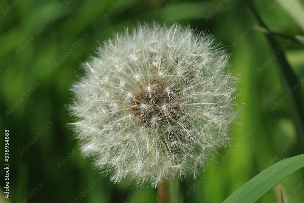 Obraz premium dandelion on green background