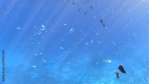 Coral reef marine underwater scene with colorful tropical fishes. Living Coral reef in Red Sea, Egypt. Natural colorful seascape background. Tropical fish on the coral reef. Underwater reef sea fishes